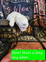 Nova AKC, a female Poodle - Miniature  for sale in Wittmann, AZ – Photo 2 of 9