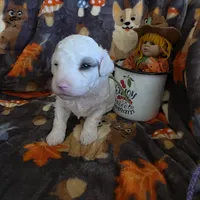 Nova AKC, a female Poodle - Miniature  for sale in Wittmann, AZ – Photo 7 of 9