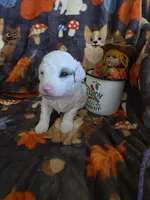 Nova AKC, a female Poodle - Miniature  for sale in Wittmann, AZ – Photo 7 of 9