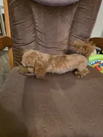 Cee Cee, a female Poodle - Toy  for sale in Wittmann, AZ – 3 of 6