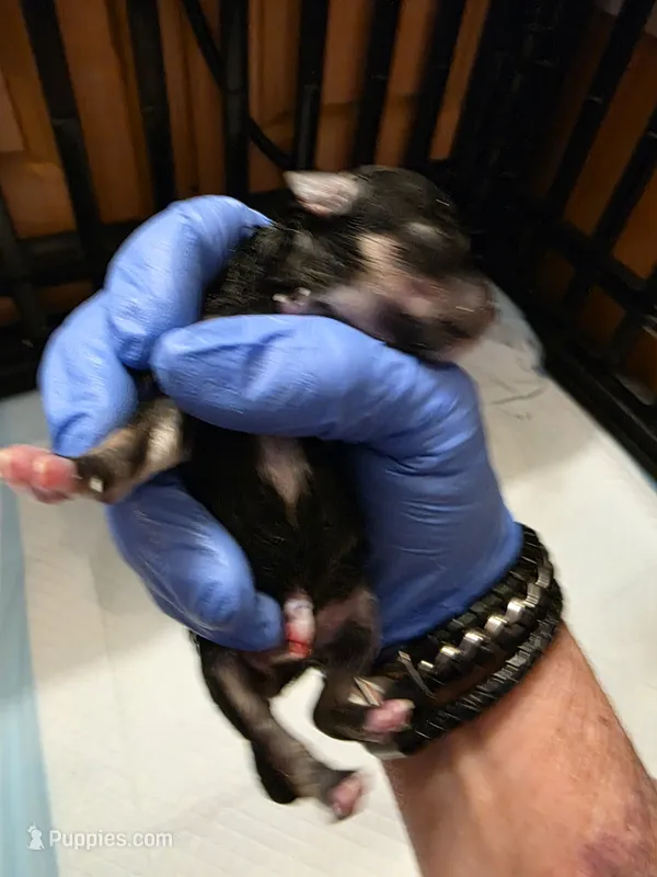 Daizie – Poodle - Toy  puppy for sale in Wittmann, AZ