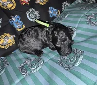 Slytherin green, a male Poodle - Miniature  for sale in Wittmann, AZ – Photo 2 of 4