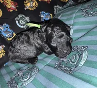 Slytherin green, a male Poodle - Miniature  for sale in Wittmann, AZ – Photo 1 of 4