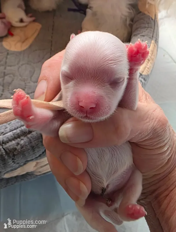 Pearl – Maltese puppy for sale in Wittmann, AZ