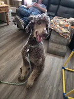 Marlee's Baron of Hassayampa , a male Poodle - Standard  for sale in Wittmann, AZ – 8 of 10