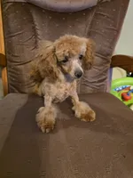 Cee Cee, a female Poodle - Toy  for sale in Wittmann, AZ – 2 of 6