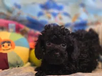 Ezra solid black, a male Poodle - Toy  for sale in Wittmann, AZ – Photo 1 of 10