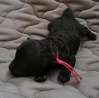 Ezra solid black, a male Poodle - Toy  for sale in Wittmann, AZ – Photo 8 of 10