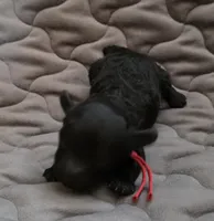 Ezra solid black, a male Poodle - Toy  for sale in Wittmann, AZ – Photo 6 of 10