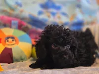 Ezra solid black, a male Poodle - Toy  for sale in Wittmann, AZ – Photo 2 of 10