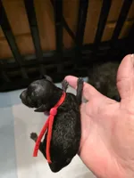 Ezra solid black, a male Poodle - Toy  for sale in Wittmann, AZ – Photo 3 of 10