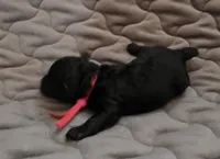 Ezra solid black, a male Poodle - Toy  for sale in Wittmann, AZ – Photo 5 of 10