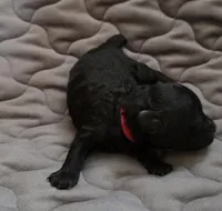 Ezra solid black, a male Poodle - Toy  for sale in Wittmann, AZ – Photo 7 of 10