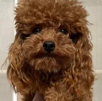 Ezra solid black, a male Poodle - Toy  for sale in Wittmann, AZ – Photo 9 of 10