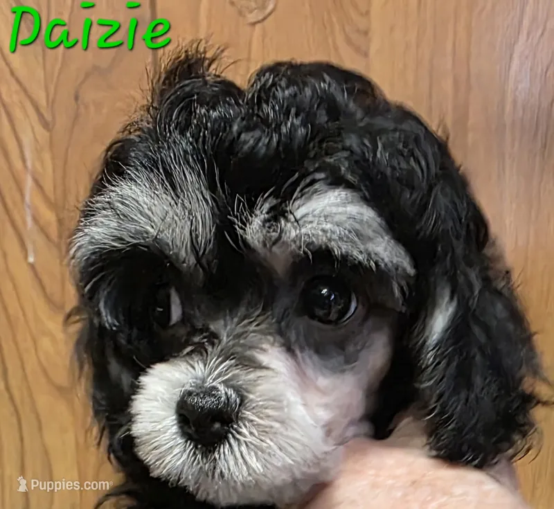 Daizie – Poodle - Toy  puppy for sale in Wittmann, AZ