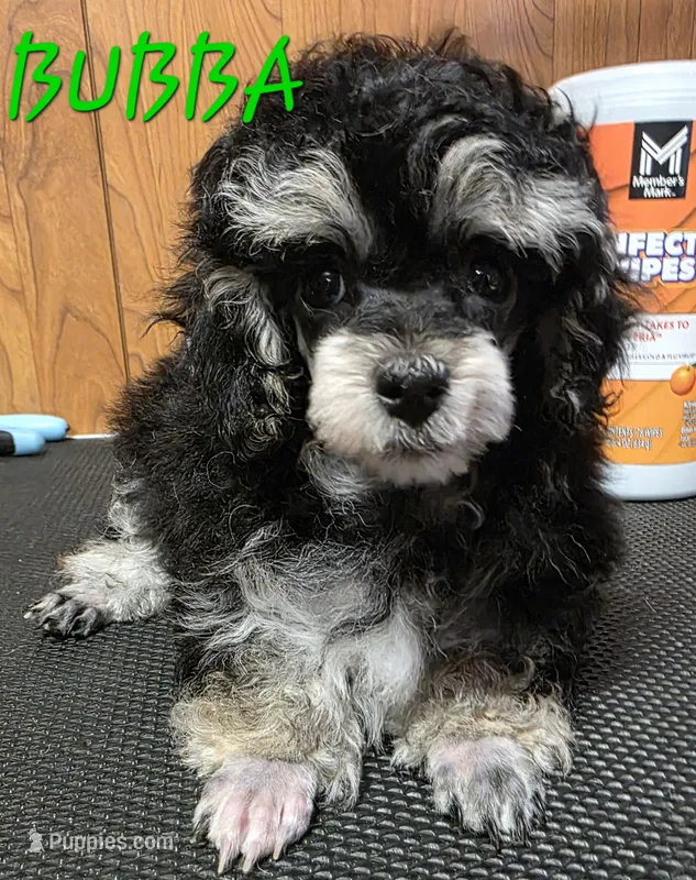 Lil Bubba – Poodle - Toy  puppy for sale in Wittmann, AZ