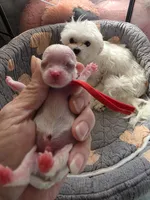 Snoopy, a male Maltese for sale in Wittmann, AZ – 5 of 5