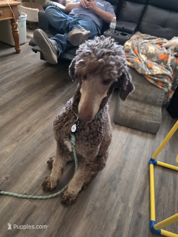 Marlee's Baron of Hassayampa  – Poodle - Standard  puppy for sale in Wittmann, AZ