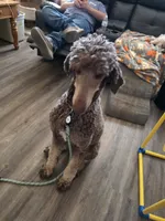 Marlee's Baron of Hassayampa , a male Poodle - Standard  for sale in Wittmann, AZ – 1 of 10