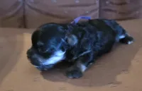Daizie, a female Poodle - Toy  for sale in Wittmann, AZ – 6 of 10