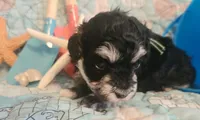 Lil Bubba, a male Poodle - Toy  for sale in Wittmann, AZ – 2 of 5