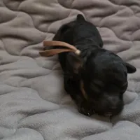 Tiny Eli phantom, a male Poodle - Toy  for sale in Wittmann, AZ – Photo 3 of 9