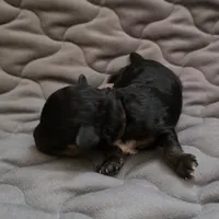 Tiny Eli phantom, a male Poodle - Toy  for sale in Wittmann, AZ – Photo 4 of 9