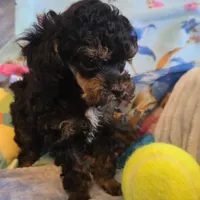 Tiny Eli phantom, a male Poodle - Toy  for sale in Wittmann, AZ – Photo 2 of 9