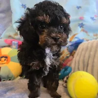 Tiny Eli phantom, a male Poodle - Toy  for sale in Wittmann, AZ – Photo 1 of 9