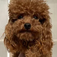 Tiny Eli phantom, a male Poodle - Toy  for sale in Wittmann, AZ – Photo 8 of 9