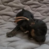 Tiny Eli phantom, a male Poodle - Toy  for sale in Wittmann, AZ – Photo 6 of 9