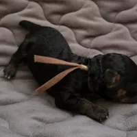 Tiny Eli phantom, a male Poodle - Toy  for sale in Wittmann, AZ – Photo 7 of 9