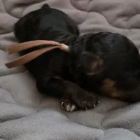 Tiny Eli phantom, a male Poodle - Toy  for sale in Wittmann, AZ – Photo 5 of 9