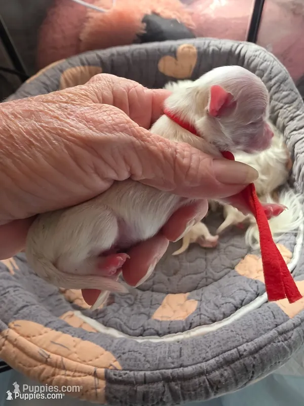 Snoopy – Maltese puppy for sale in Wittmann, AZ