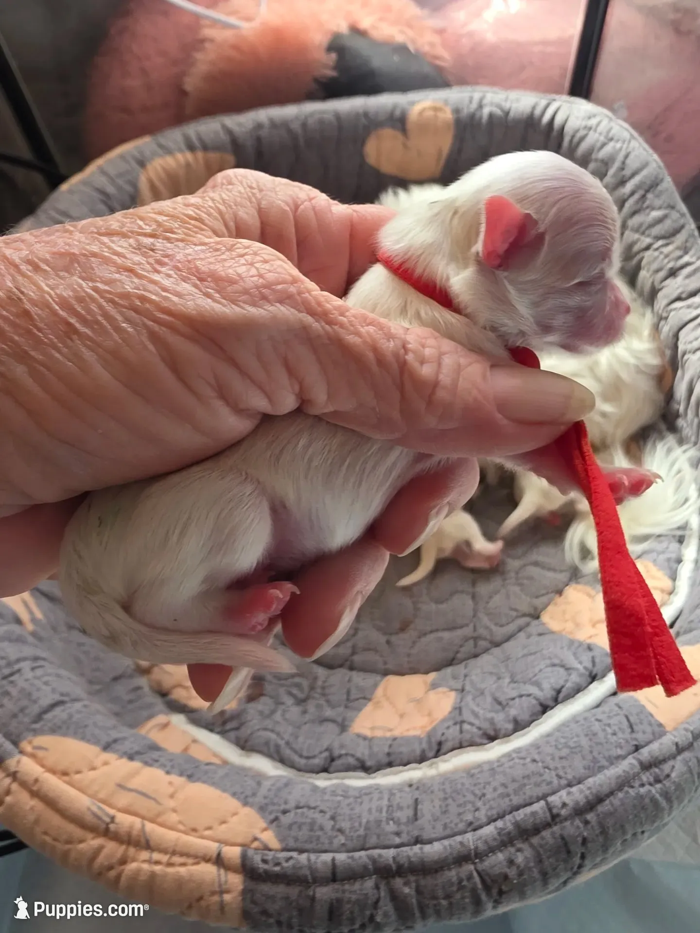 Snoopy, a male Maltese for sale in Wittmann, AZ – 1 of 5
