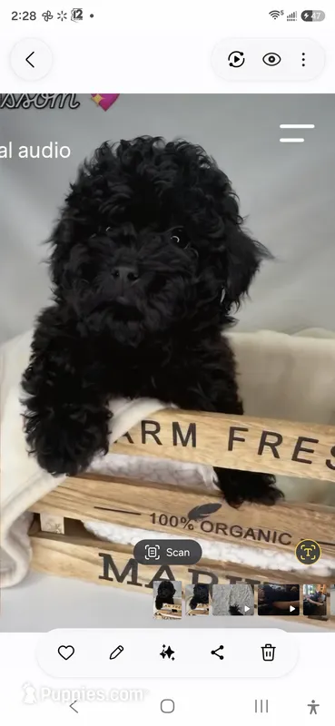 Blossom – Poodle - Toy  puppy for sale in Wittmann, AZ