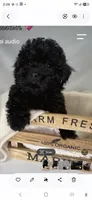 Blossom, a female Poodle - Toy  for sale in Wittmann, AZ – 1 of 3
