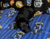 Ravenclaw blue, a male Poodle - Miniature  for sale in Wittmann, AZ – Photo 2 of 4