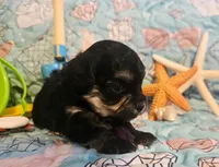 Daizie, a female Poodle - Toy  for sale in Wittmann, AZ – 2 of 10