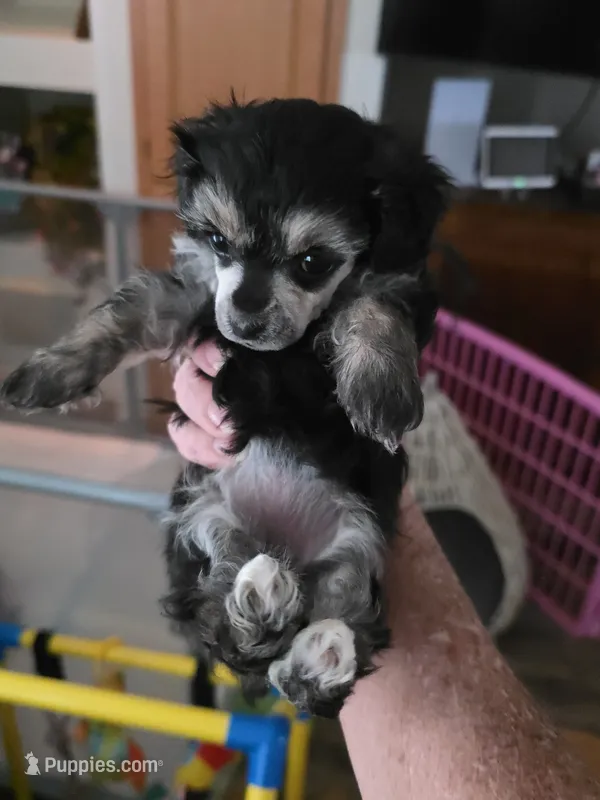 Tiny Mazie 3.7lbs as adult – Poodle - Toy  puppy for sale in Wittmann, AZ