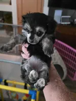 Tiny Mazie 3.7lbs as adult, a female Poodle - Toy  for sale in Wittmann, AZ – 1 of 9