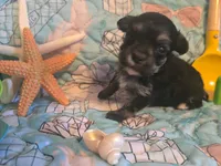 Tiny Mazie 3.7lbs as adult, a female Poodle - Toy  for sale in Wittmann, AZ – 9 of 9