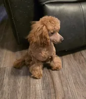 Rocky, a male Poodle - Toy  for sale in Wittmann, AZ – 1 of 9