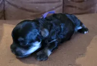 Daizie, a female Poodle - Toy  for sale in Wittmann, AZ – 9 of 10