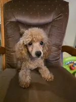Rocky, a male Poodle - Toy  for sale in Wittmann, AZ – 6 of 9