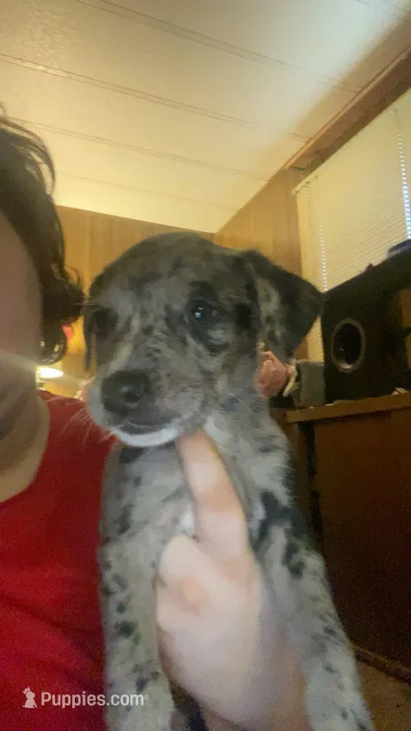Mist, a female Australian Shepherd and Labrador Retriever for sale in Bowman, SC – Photo 1 of 1