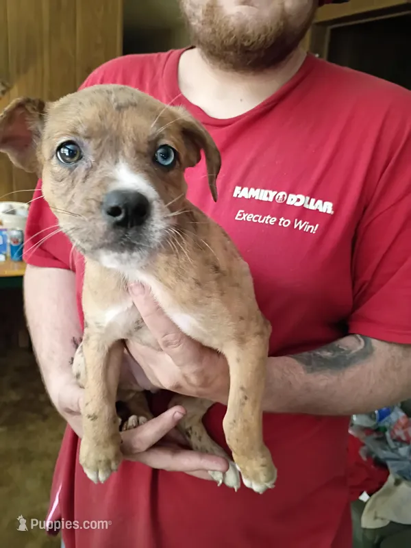 Jazie – Australian Shepherd, Labrador Retriever puppy for sale in Bowman, SC