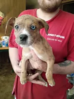 Jazie, a female Australian Shepherd and Labrador Retriever for sale in Bowman, SC – Photo 2 of 2