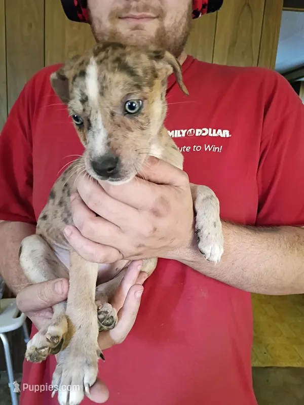 Sweet pea – Australian Shepherd, Labrador Retriever puppy for sale in Bowman, SC