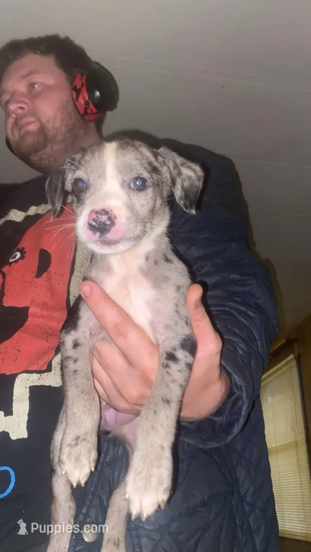 Milo – Australian Shepherd, Labrador Retriever puppy for sale in Bowman, SC